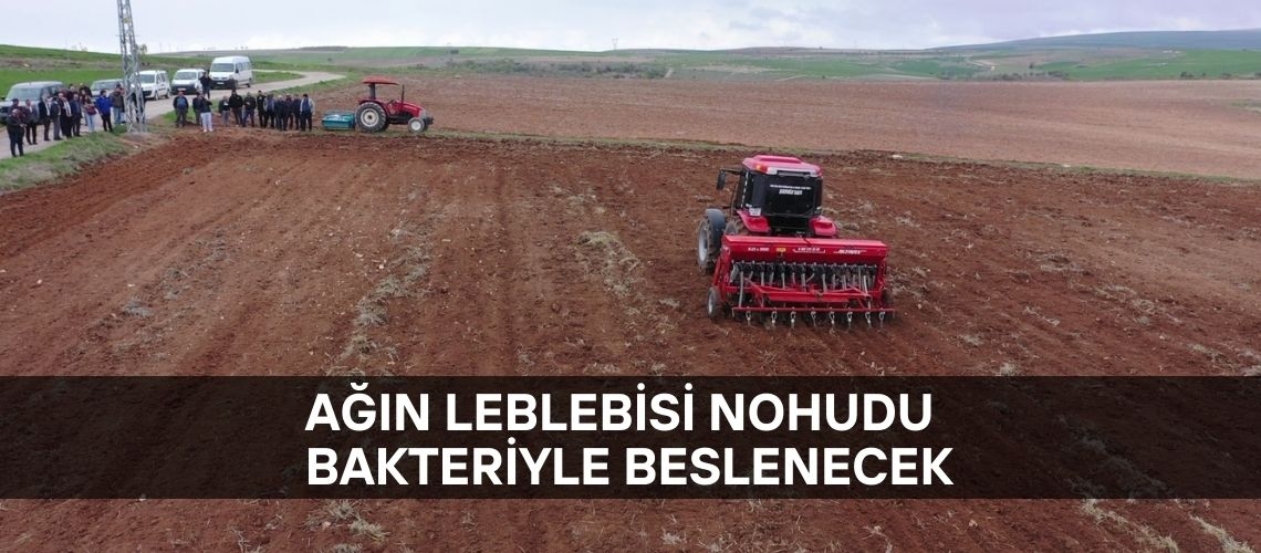 Ağın leblebisi nohudu bakteriyle beslenecek