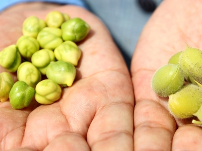 Erzurum’da yüzde 75 hibeyle ekilen nohutta verim yüksek