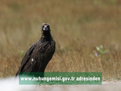 Nuh’un Gemisi Biyolojik Çeşitlilik Projesi