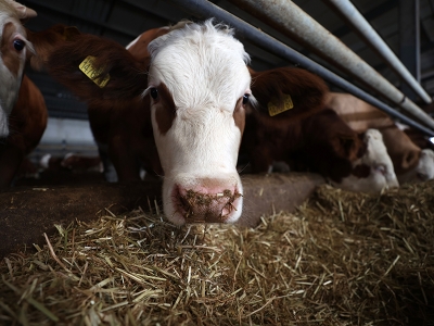 Çobanlıkla başladığı hayvancılıkta çiftlik sahibi oldu