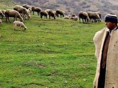 Sertifikalı çoban sayısı 47 bini aştı