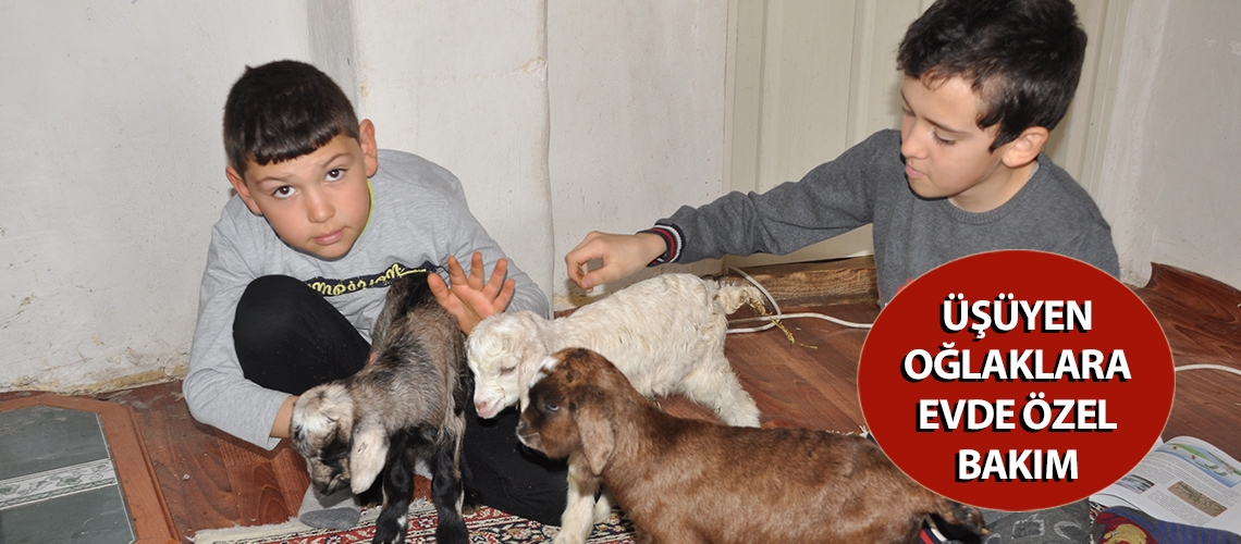 Üşüyen oğlaklara evde özel bakım