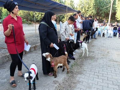 Kütahya’da oğlaklar podyuma çıktı
