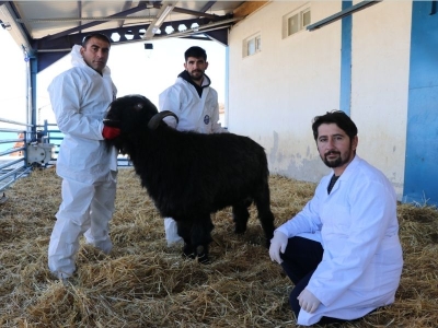Hastalıktan ari ‘Honamlı keçileri’ yetiştiriliyor