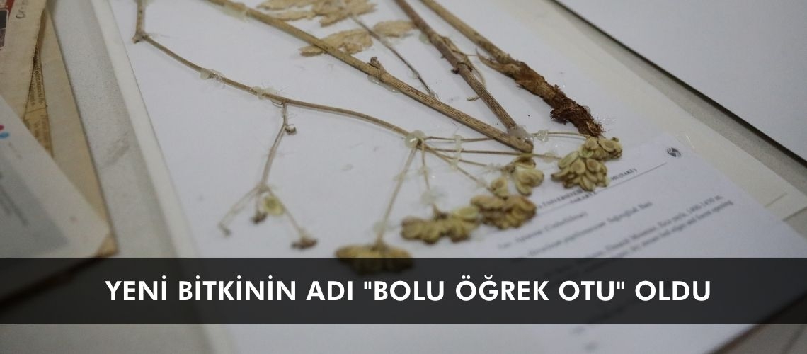 Yeni bitkinin adı 