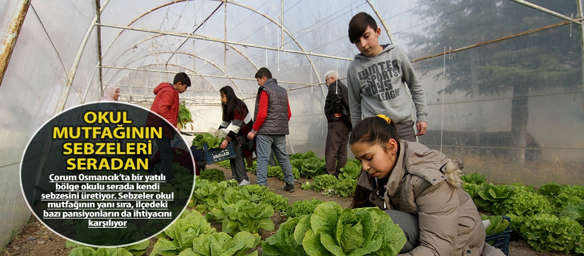 Okul mutfağının sebzeleri seradan