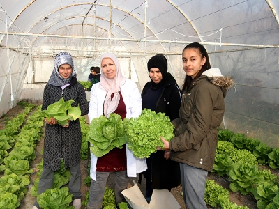 Okul mutfağının sebzeleri seradan