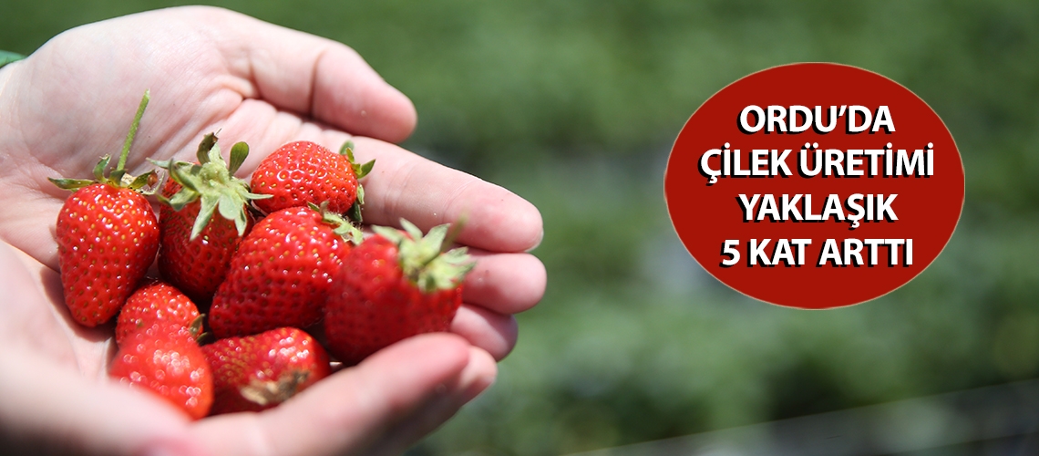Ordu’da çilek üretimi yaklaşık 5 kat arttı