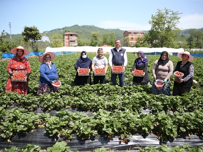 Ordu’da çilek üretimi yaklaşık 5 kat arttı