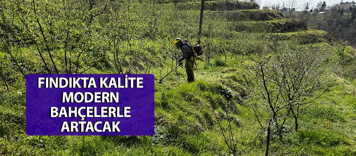 Fındıkta kalite modern bahçelerle artacak