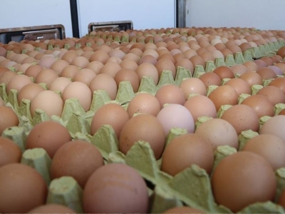 Ordu'da yumurta üretimi 45 milyona yükseldi