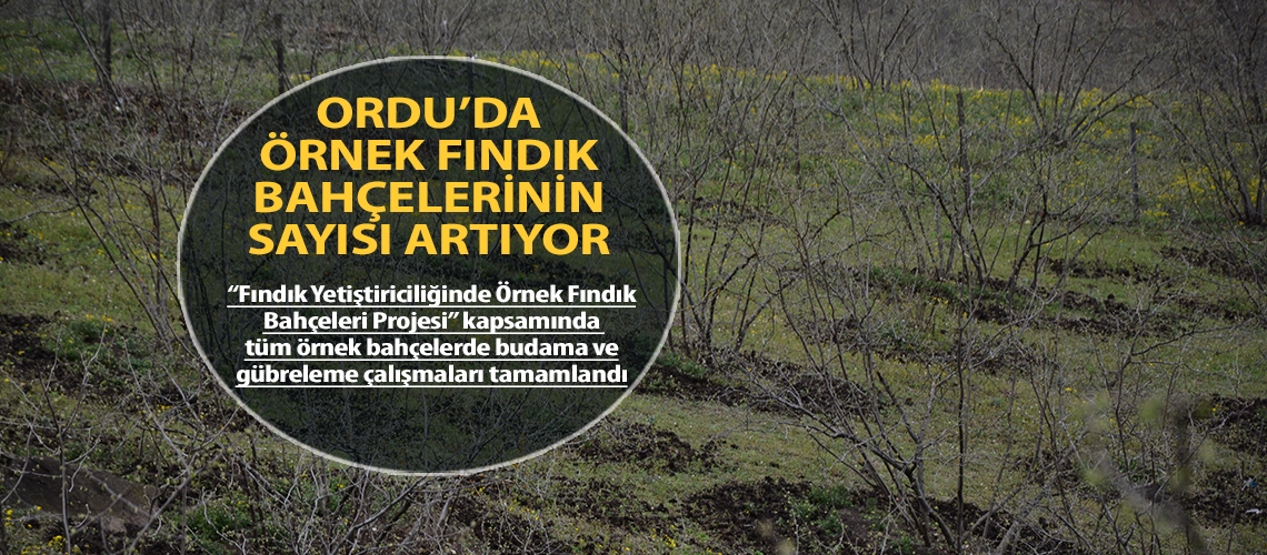 Ordu’da örnek fındık bahçelerinin sayısı artıyor