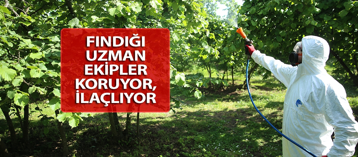 Fındığı uzman ekipler koruyor, ilaçlıyor