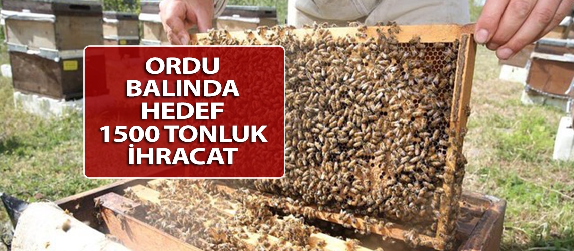 Ordu balında hedef 1500 tonluk ihracat