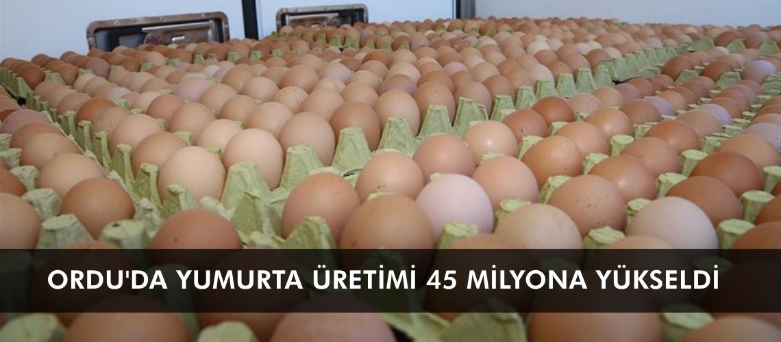 Ordu'da yumurta üretimi 45 milyona yükseldi