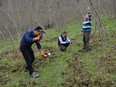 Ordu’da örnek fındık bahçelerinin sayısı artıyor