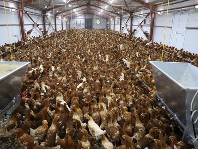 Modern tesiste hedef 4 milyon yumurta