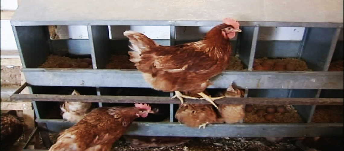 Organik Kanatlı Hayvan Yetiştiriciliği