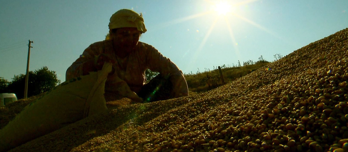 Organik Tarım Desteklemesi