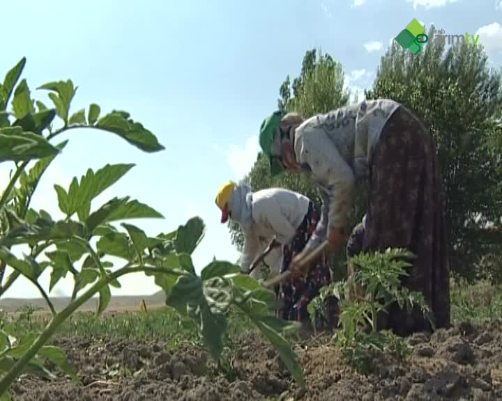Organik Tarımda Bitki Besleme ve Toprak Verimliliğini Koruma Toprak