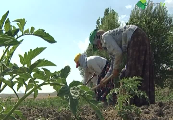 Organik Tarımda Bitki Besleme ve Toprak Verimliliğini Koruma