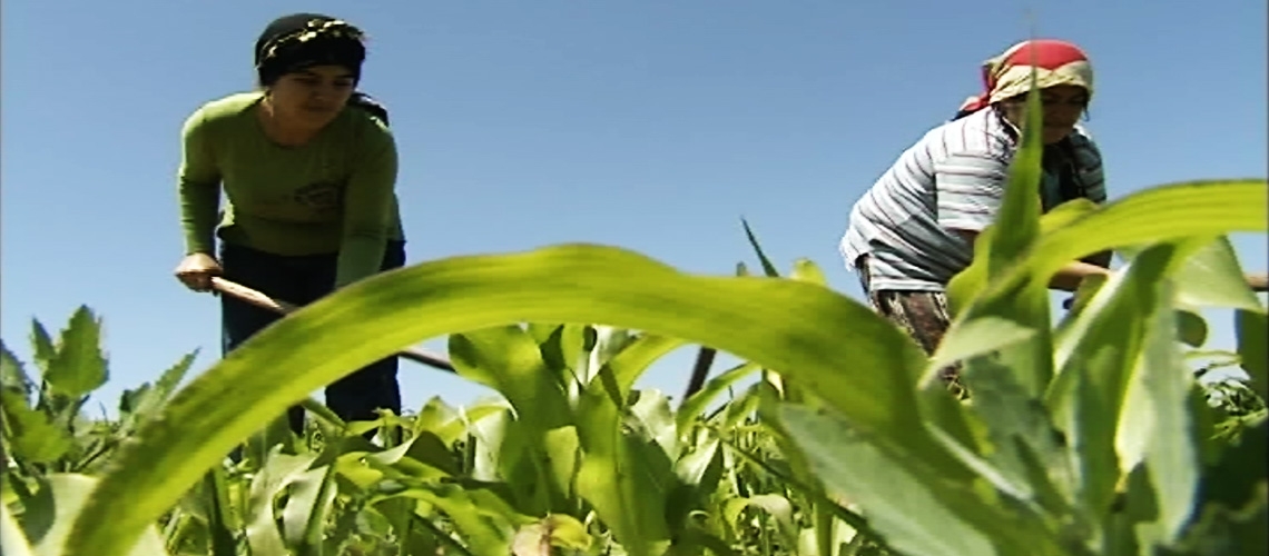 Organik Tarla Tarımı