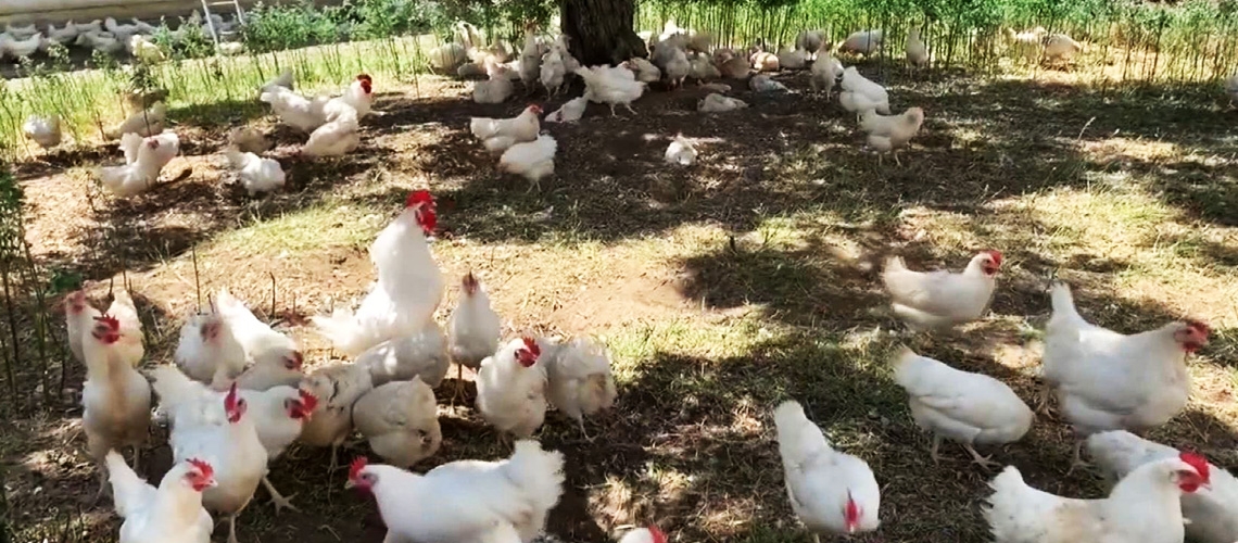 Organik Tavukçuluk