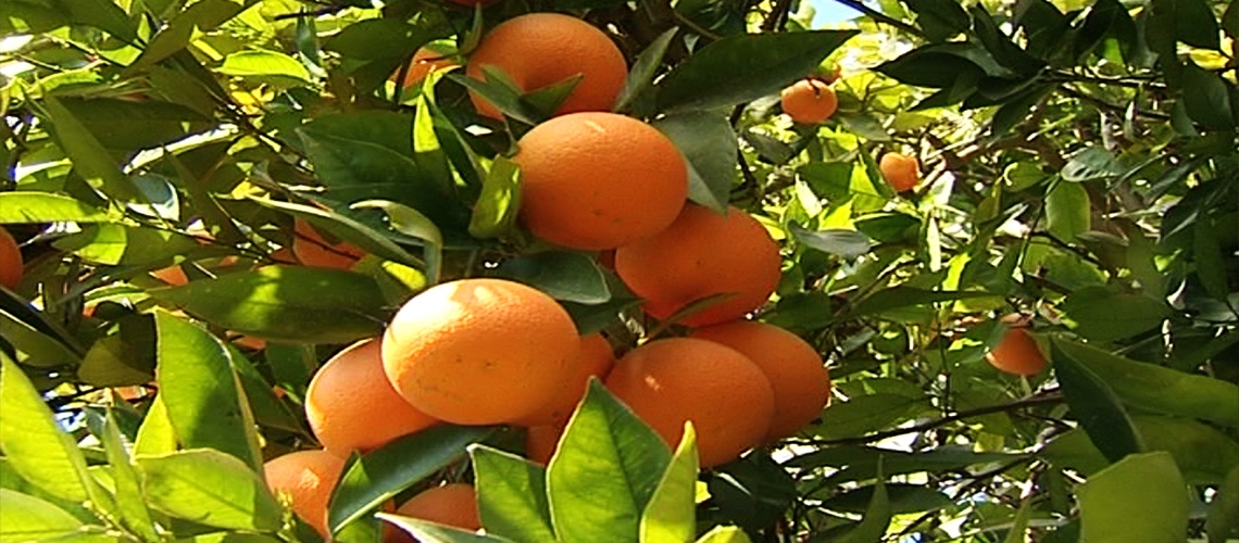 Organik Turunçgil Yetiştiriciliği