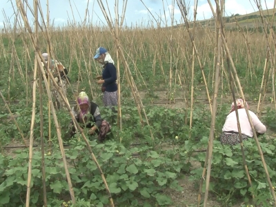 İstanbul’da organik üretim sürüyor
