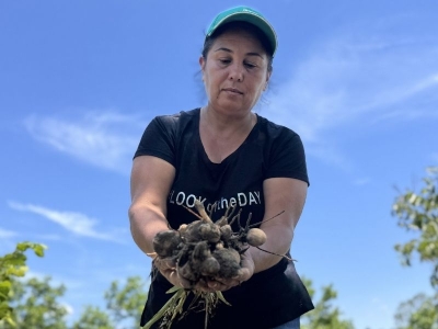 Atıl arazi kadın emeğiyle bereketlendi