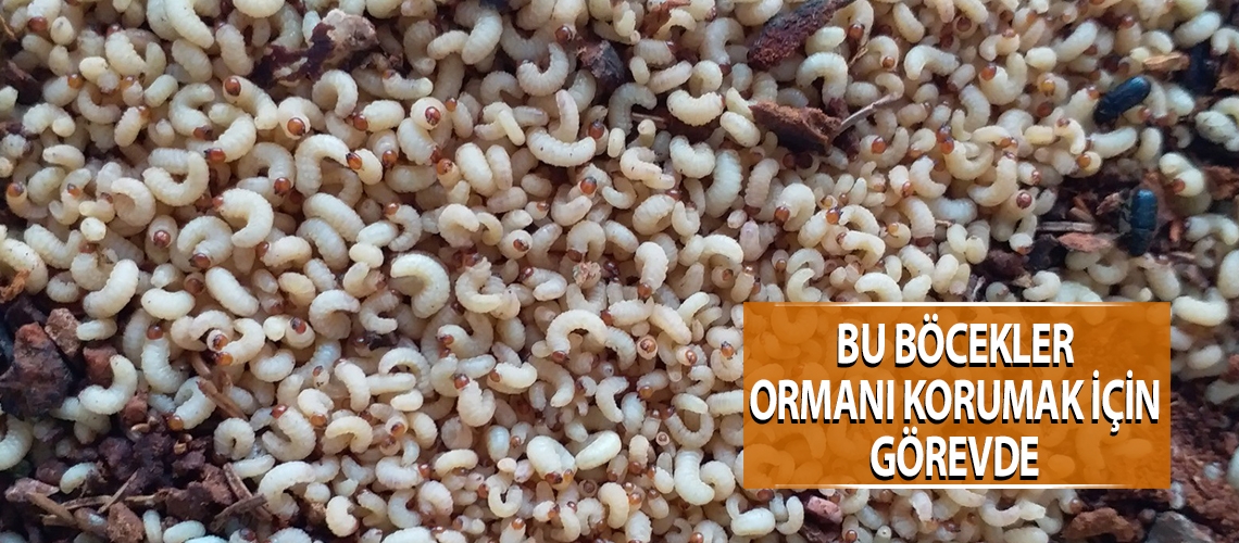 Bu böcekler ormanı korumak için görevde