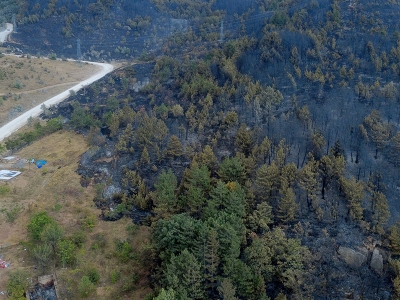 Ormanın son hali havadan görüntülendi