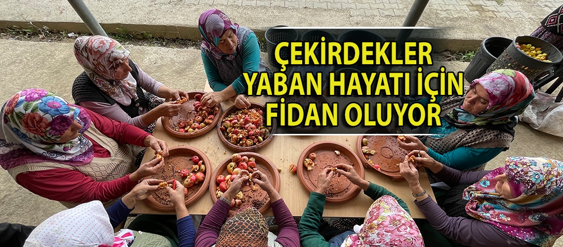 Çekirdekler yaban hayatı için fidan oluyor