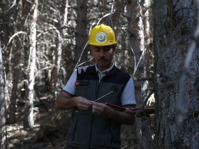 Ormanı korumak için seyreltme çalışması başladı
