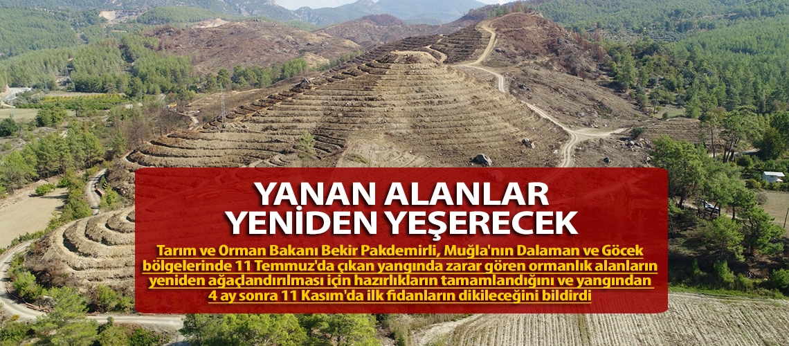 Yanan alanlar yeniden yeşerecek