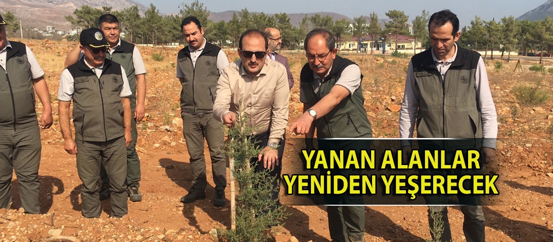 Yanan alanlar yeniden yeşerecek