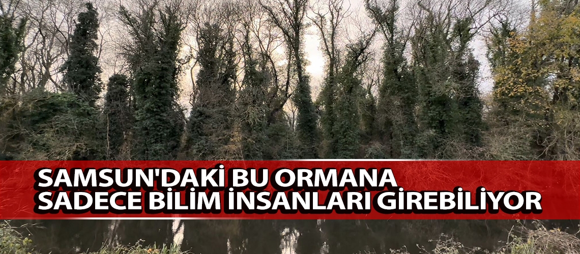Samsun'daki bu ormana sadece bilim insanları girebiliyor