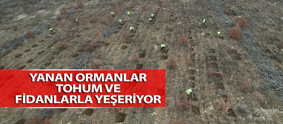 Yanan ormanlar tohum ve fidanlarla yeşeriyor