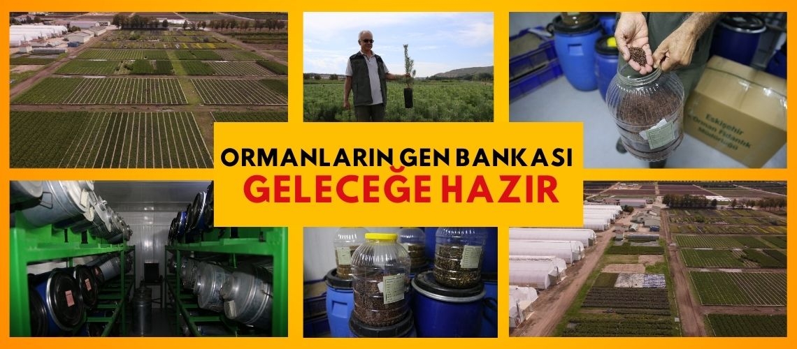 Ormanların gen bankası geleceğe hazır
