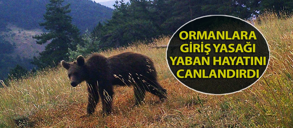 Ormanlara giriş yasağı yaban hayatını canlandırdı