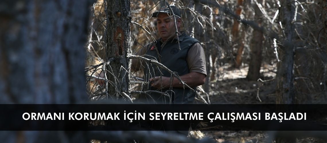 Ormanı korumak için seyreltme çalışması başladı