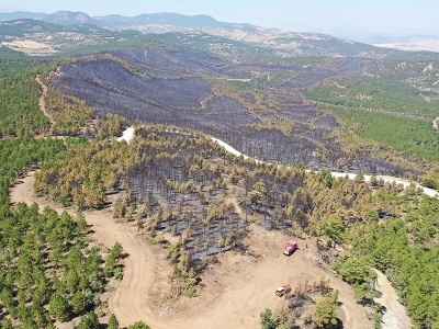 Yanan ormanlar tohum ve fidanlarla yeşeriyor