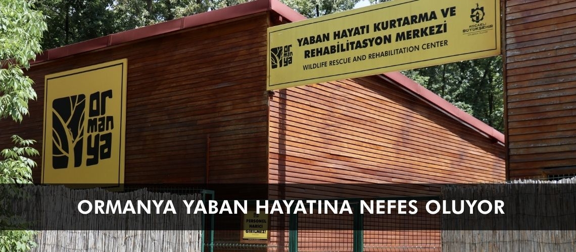 Ormanya yaban hayatına nefes oluyor