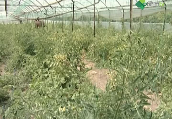 Örtüaltı Sebze Yetiştiriciliğinde Görülen Virüs Hastalıkları