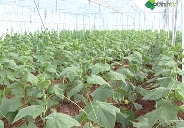 Örtüaltı Tarımın Dünü Bugünü