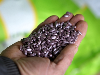 Çorum’da yağlık ayçiçeği tohumu dağıtıldı