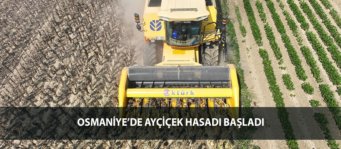 Osmaniye’de ayçiçek hasadı başladı