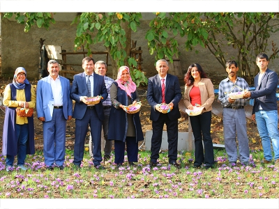 Osmaniyeli kadın çiftçiler safran hasadına başladı