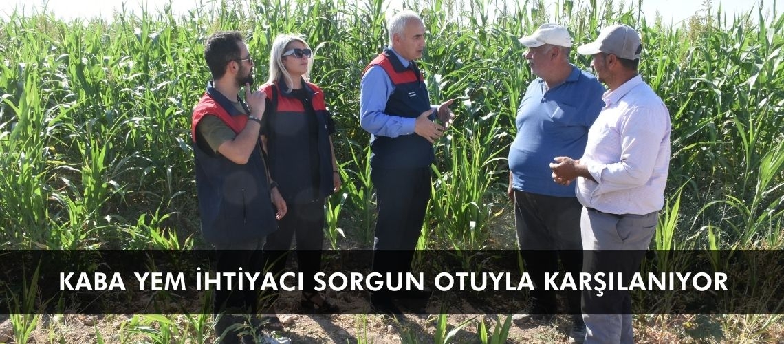 Kaba yem ihtiyacı sorgun otuyla karşılanıyor