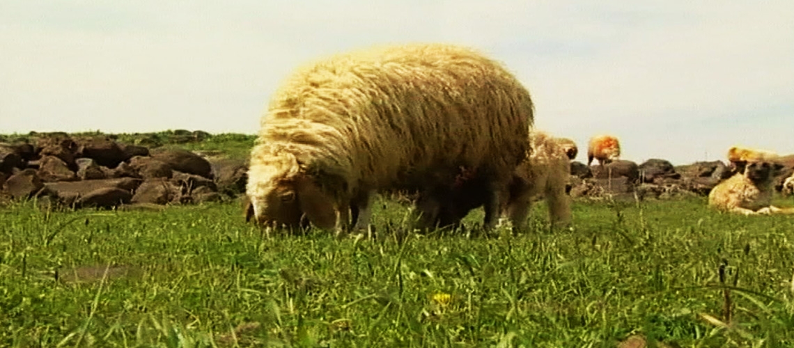 Otlatma Planı ve Teknikleri